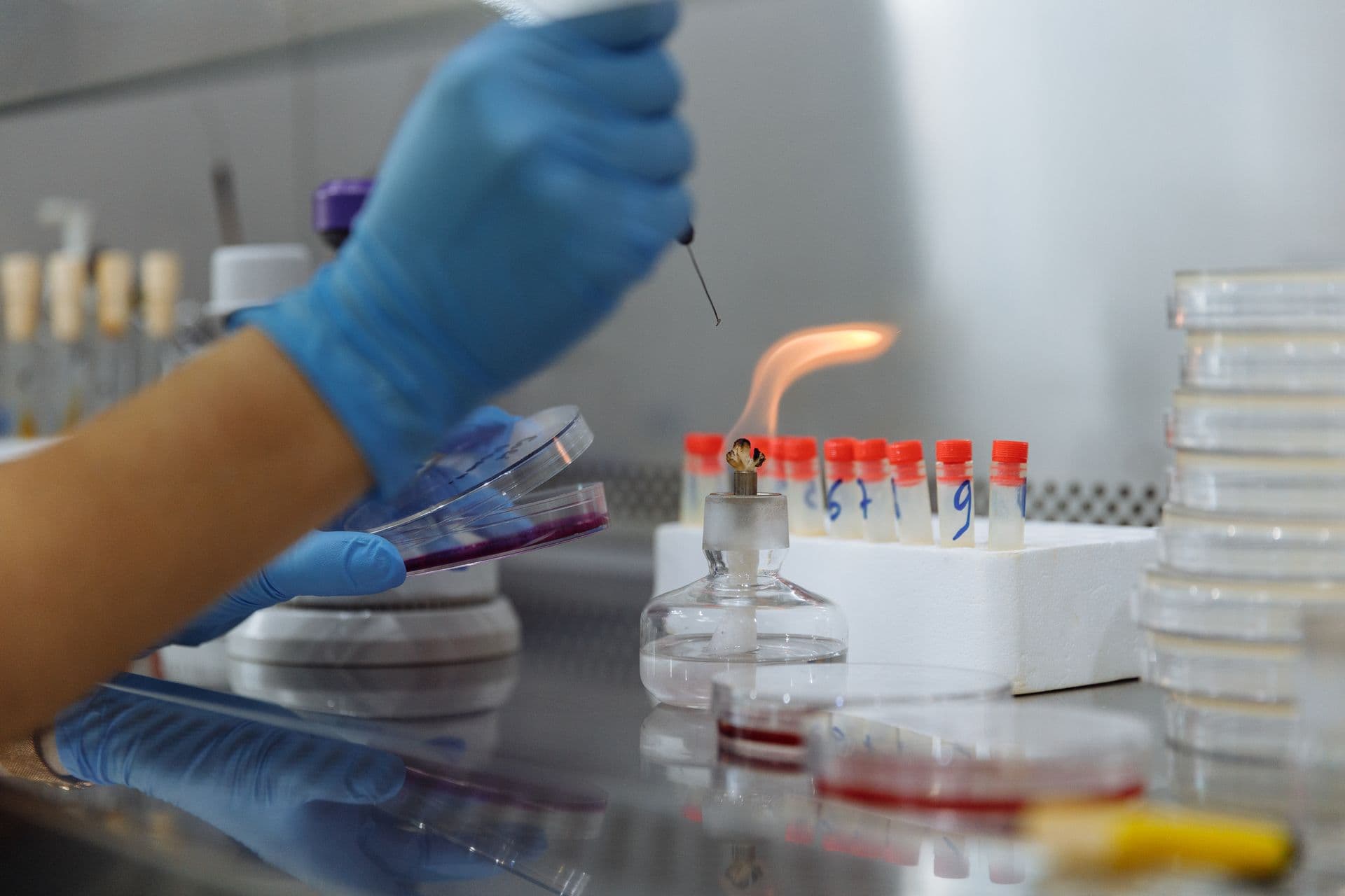 A scientist working with petri dishes and a Bunsen burner in a laboratory