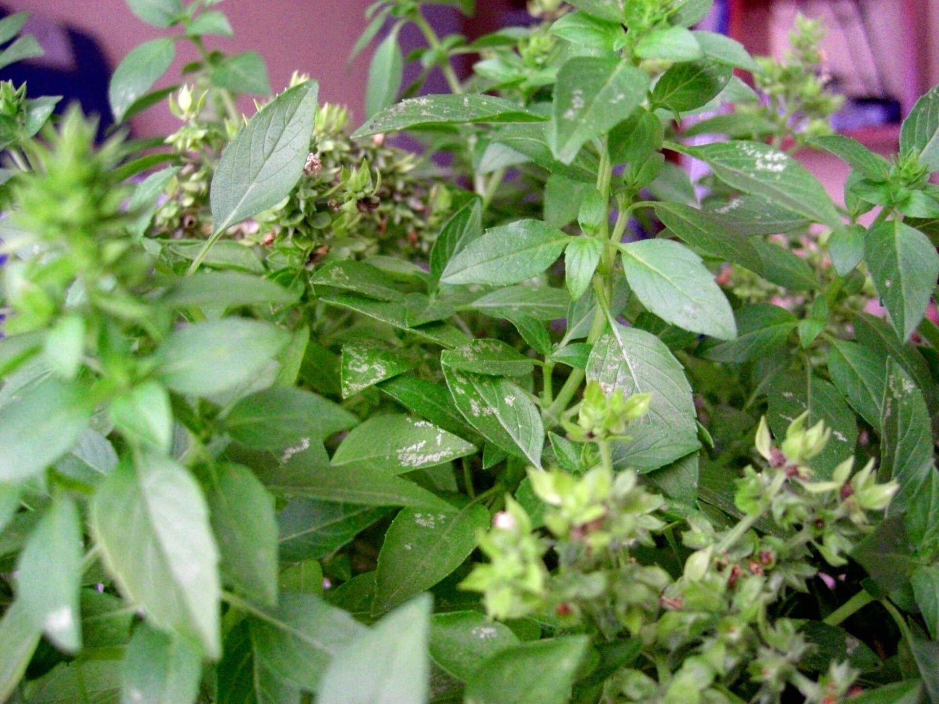 Basil (Ocimum basilicum) plant