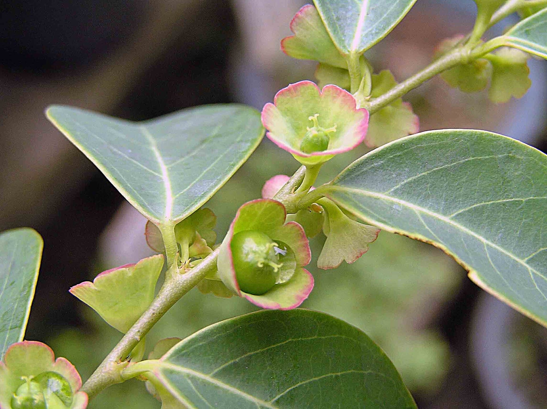 Breynia (Breynia fruticosa) plant