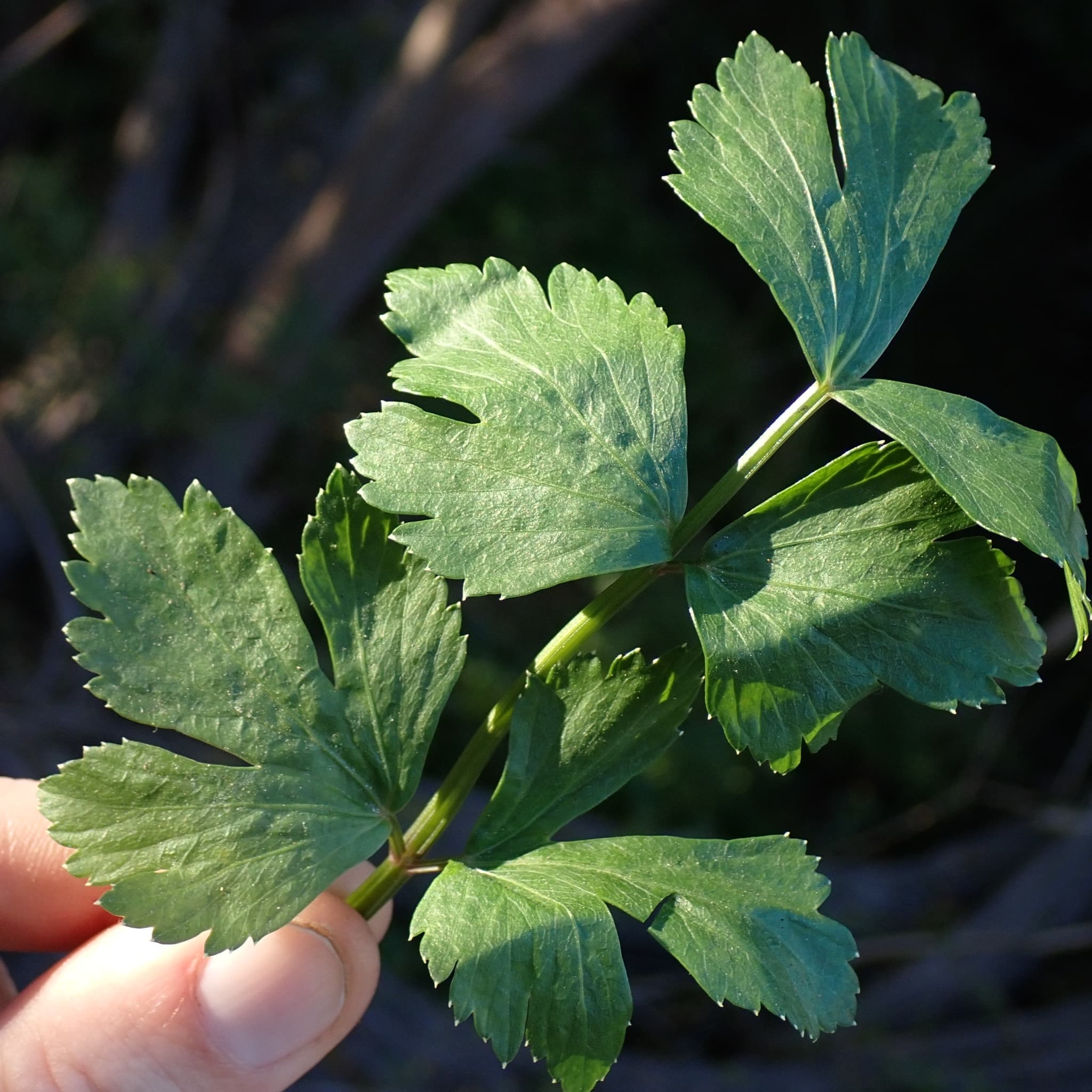 Celery (Apium graveolens) plant