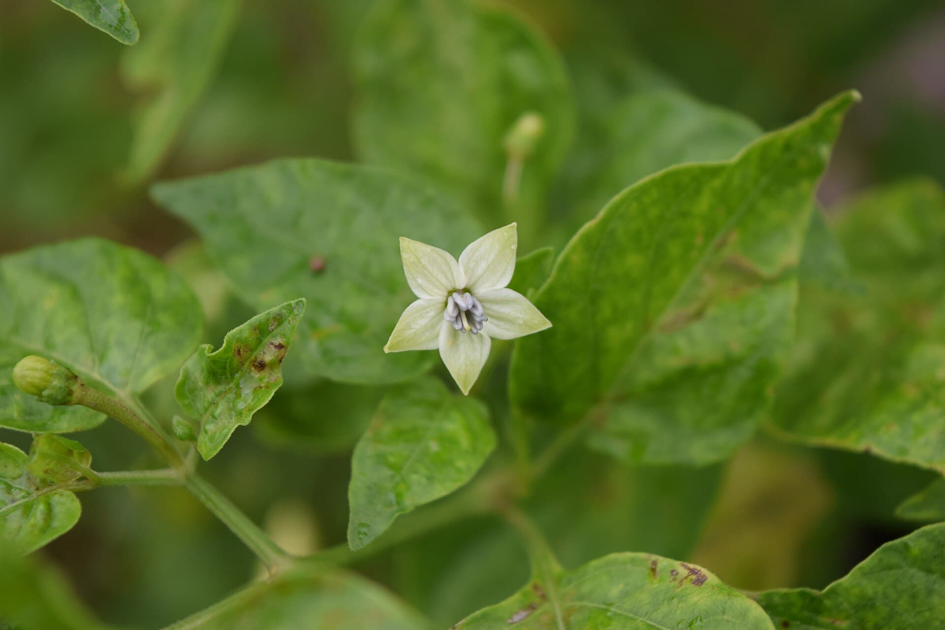 Chili