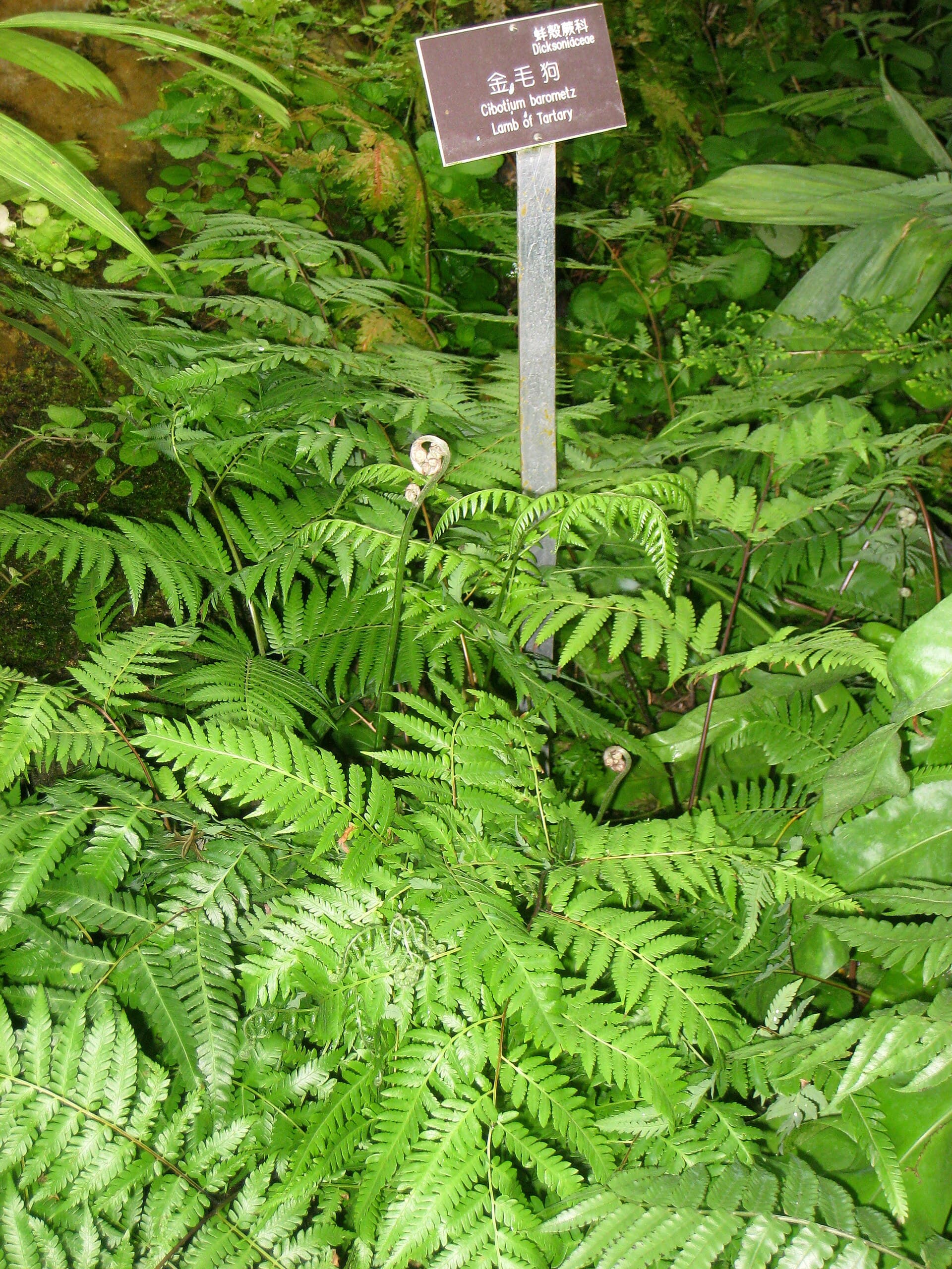 Cibotium (Cibotium barometz) plant