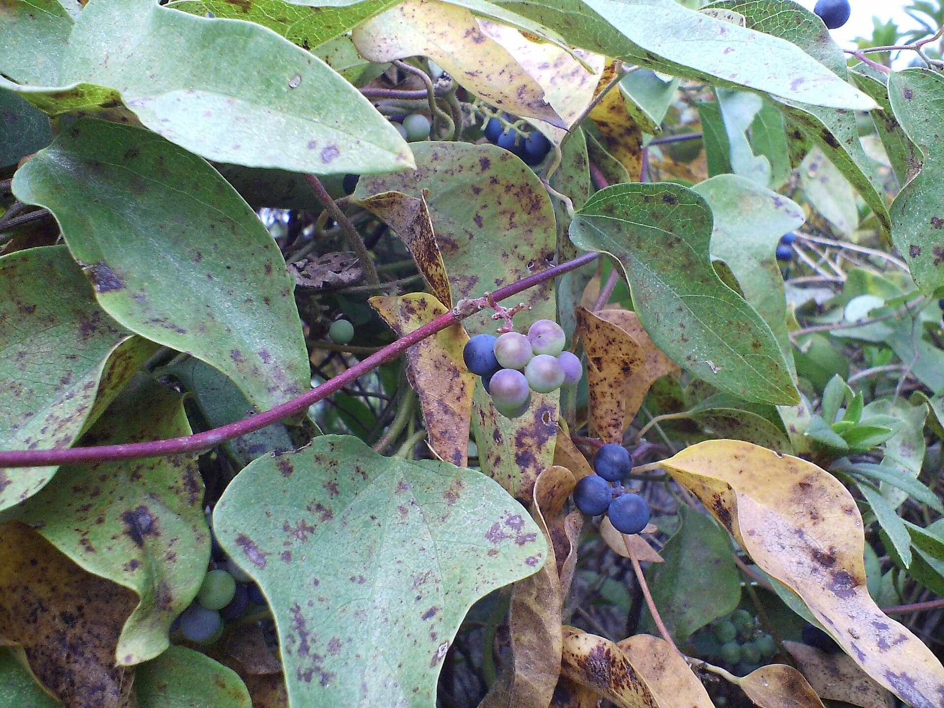 Cocculus (Cocculus orbiculatus) plant