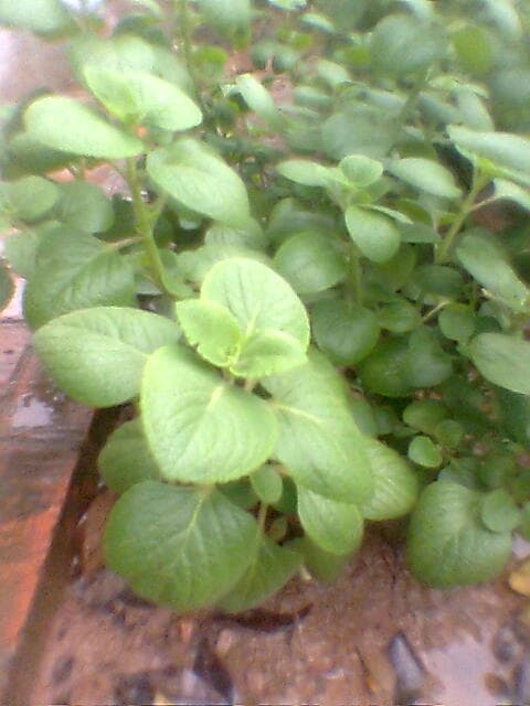 Coleus (Coleus amboinicus) plant