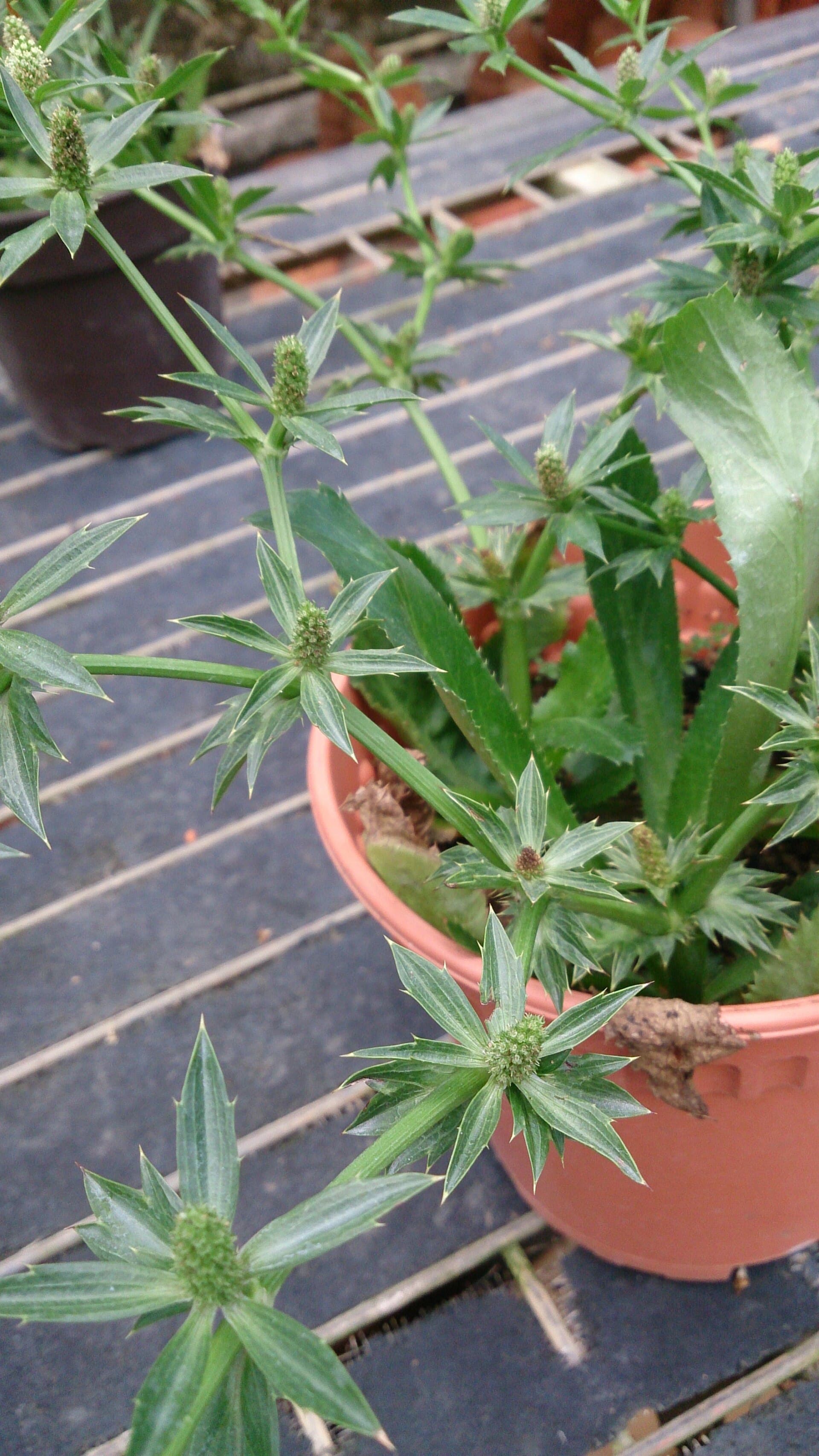 Culantro (Eryngium foetidum) plant