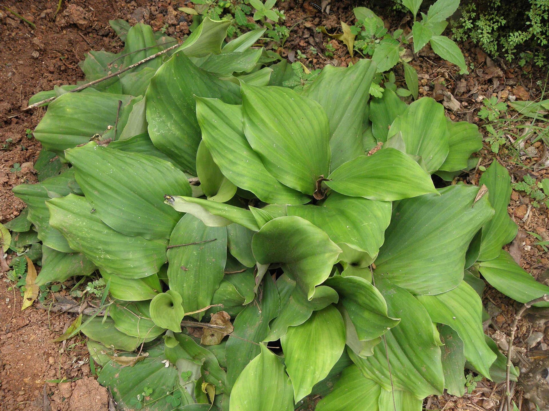 Sand Ginger (Kaempferia galanga) plant