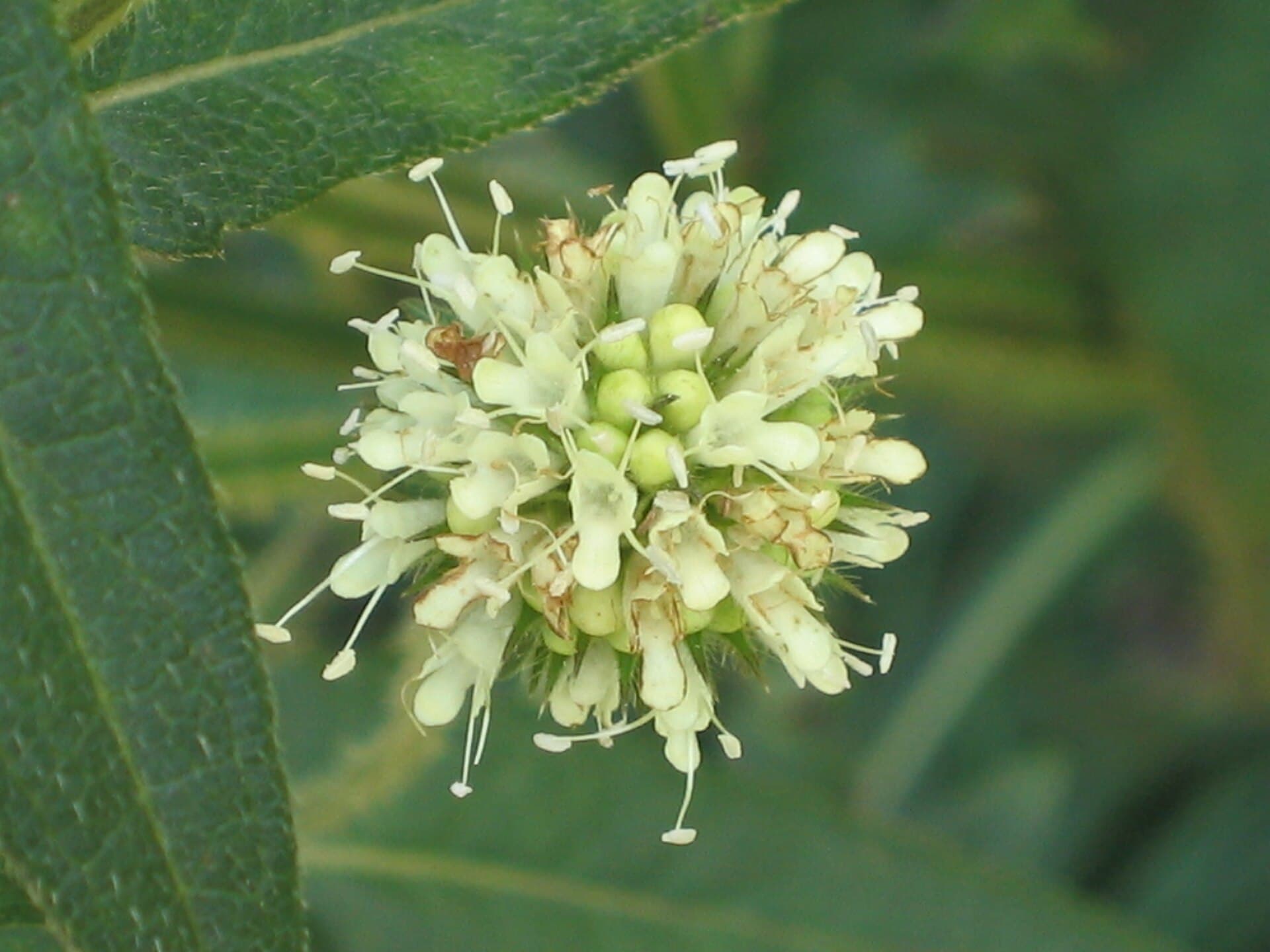 Dipsacus (Dipsacus asper) plant