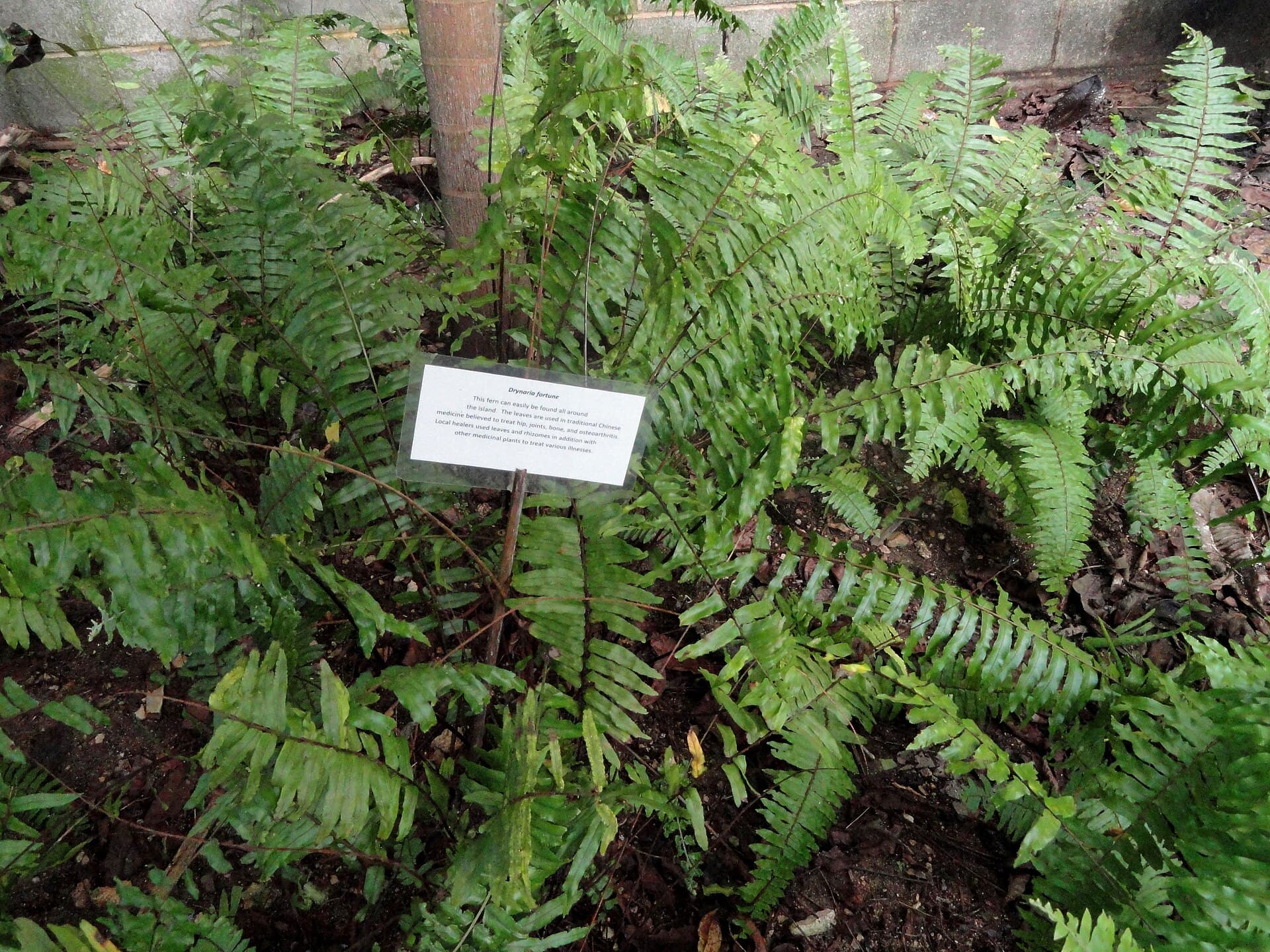 Drynaria (Drynaria fortunei) plant