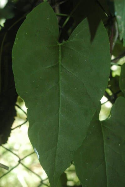 Fo-ti (Reynoutria multiflora) plant