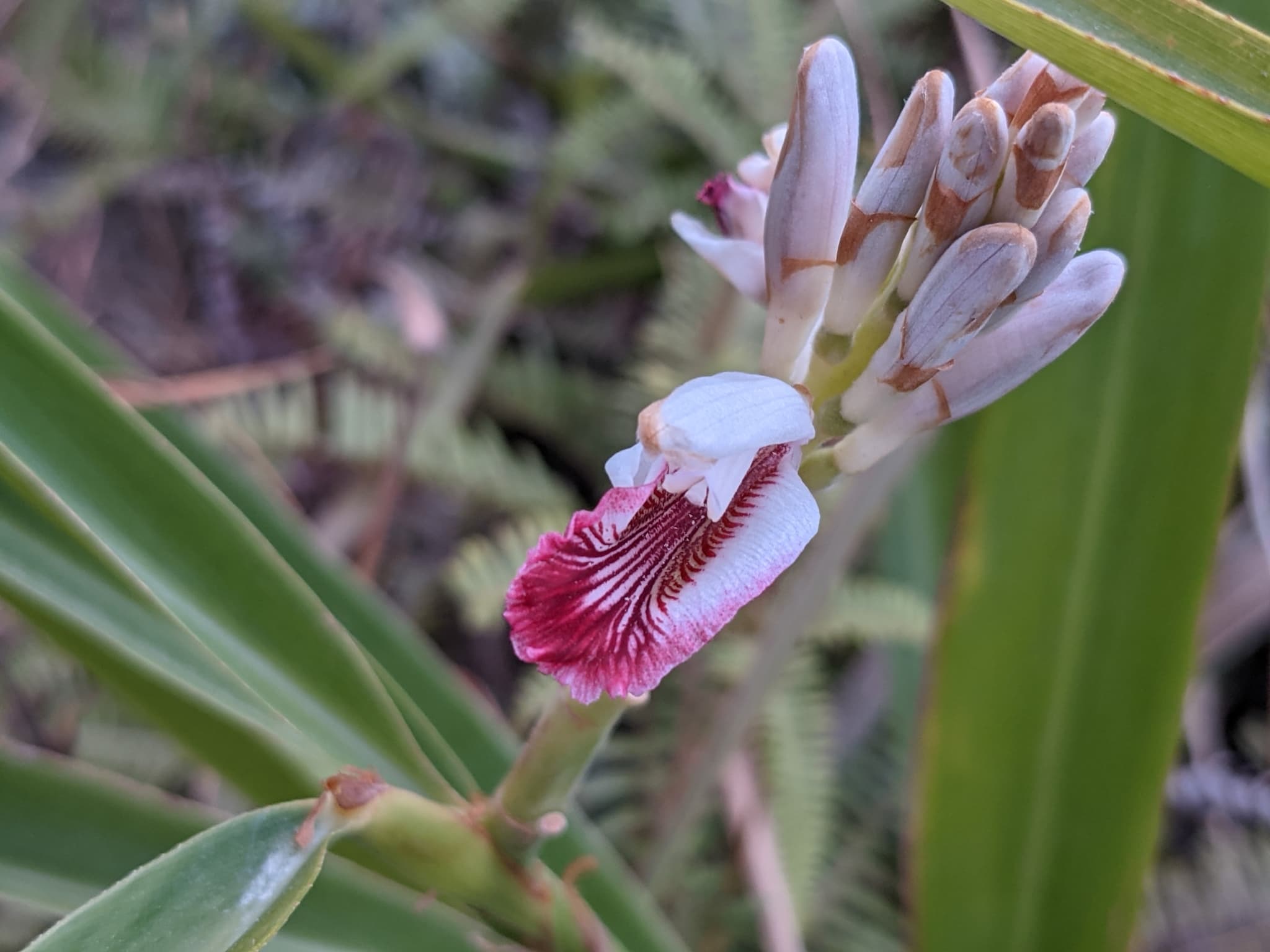 Lesser Galangal (Alpinia officinarum) plant