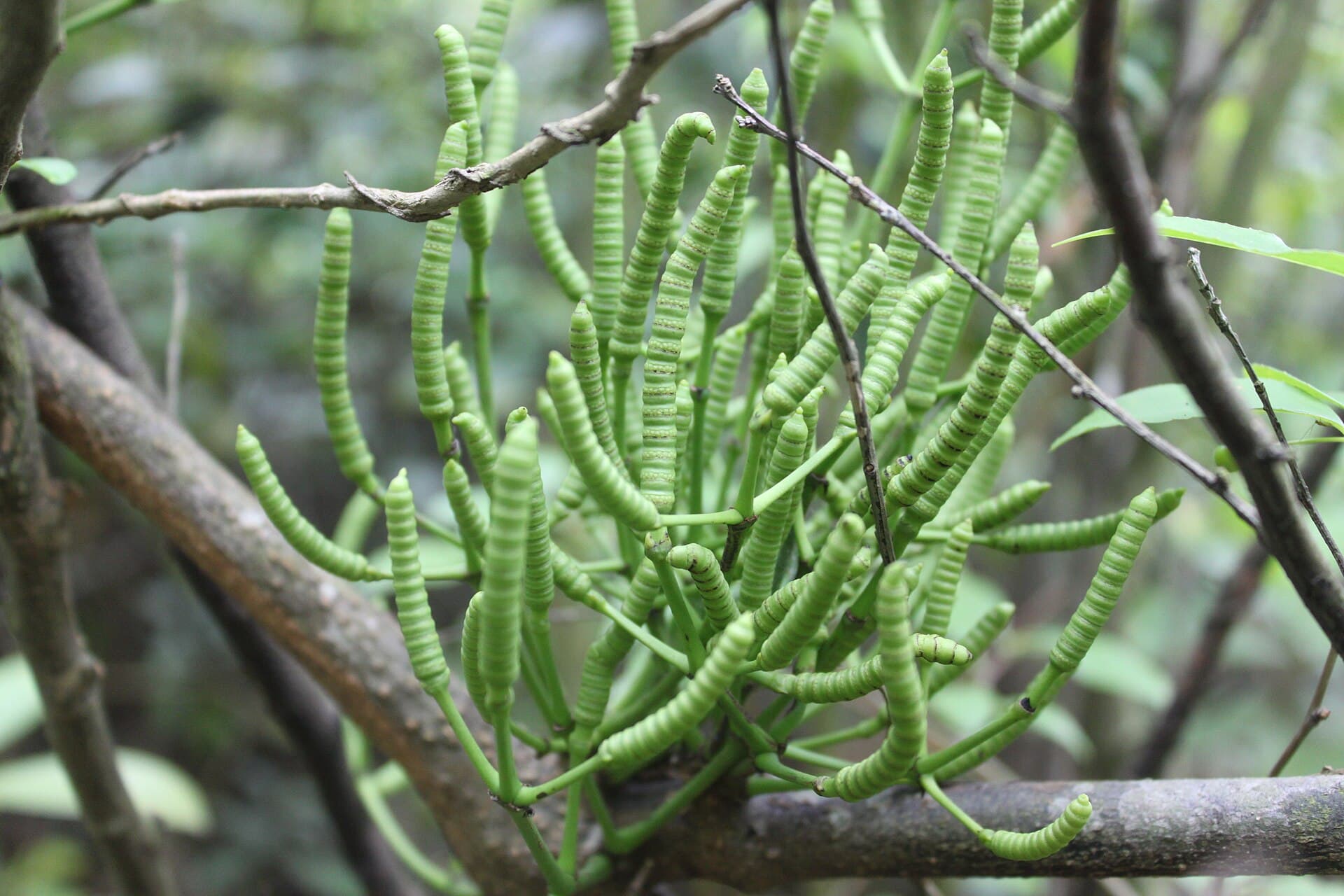 Gnetum (Gnetum montanum) plant