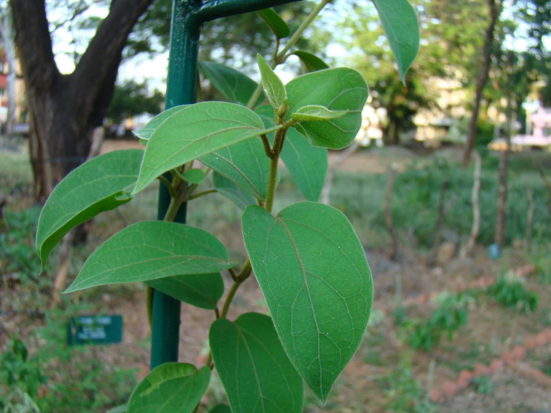 Gymnema (Gymnema sylvestre) plant