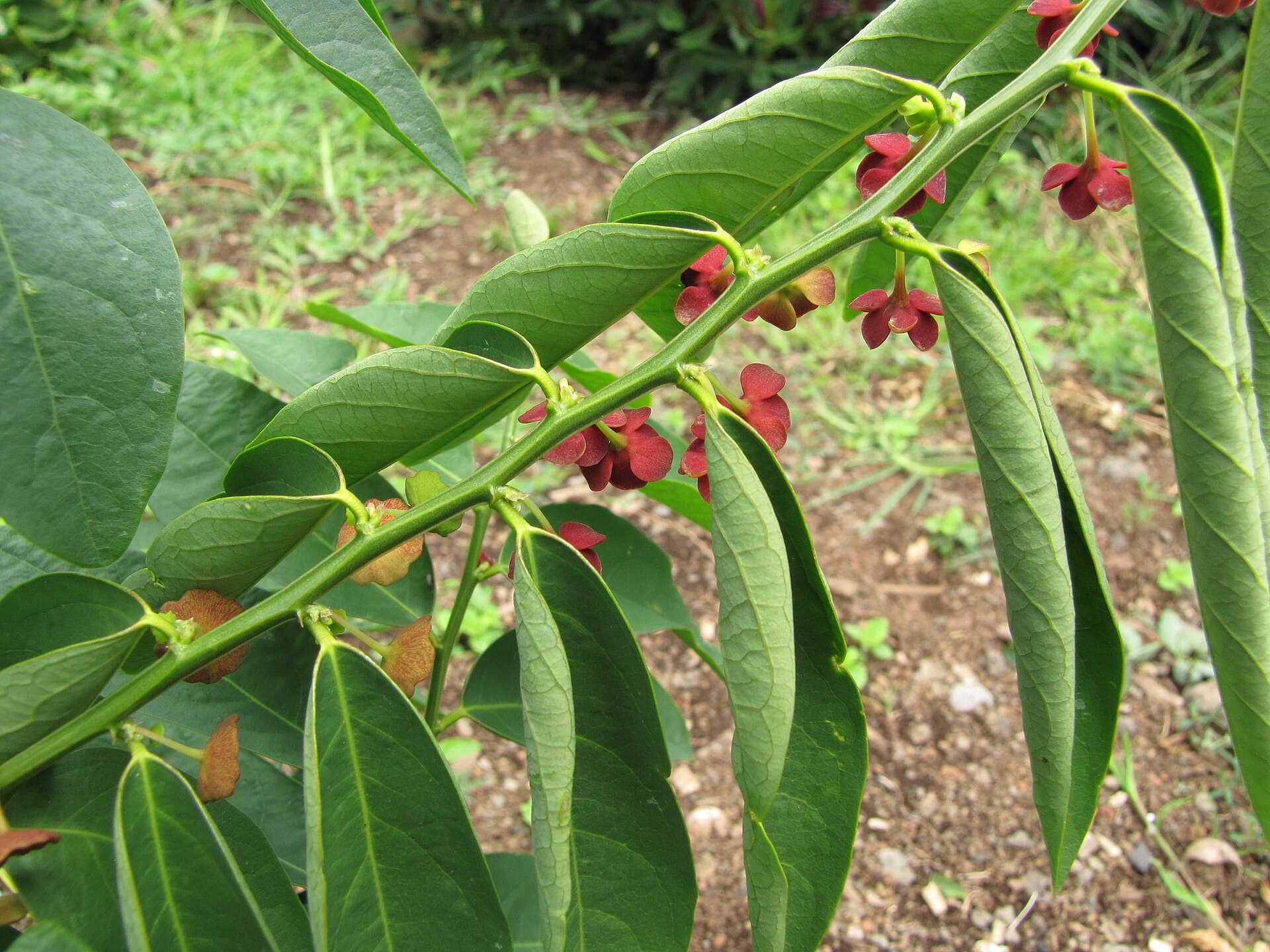 Katuk (Sauropus androgynus) plant