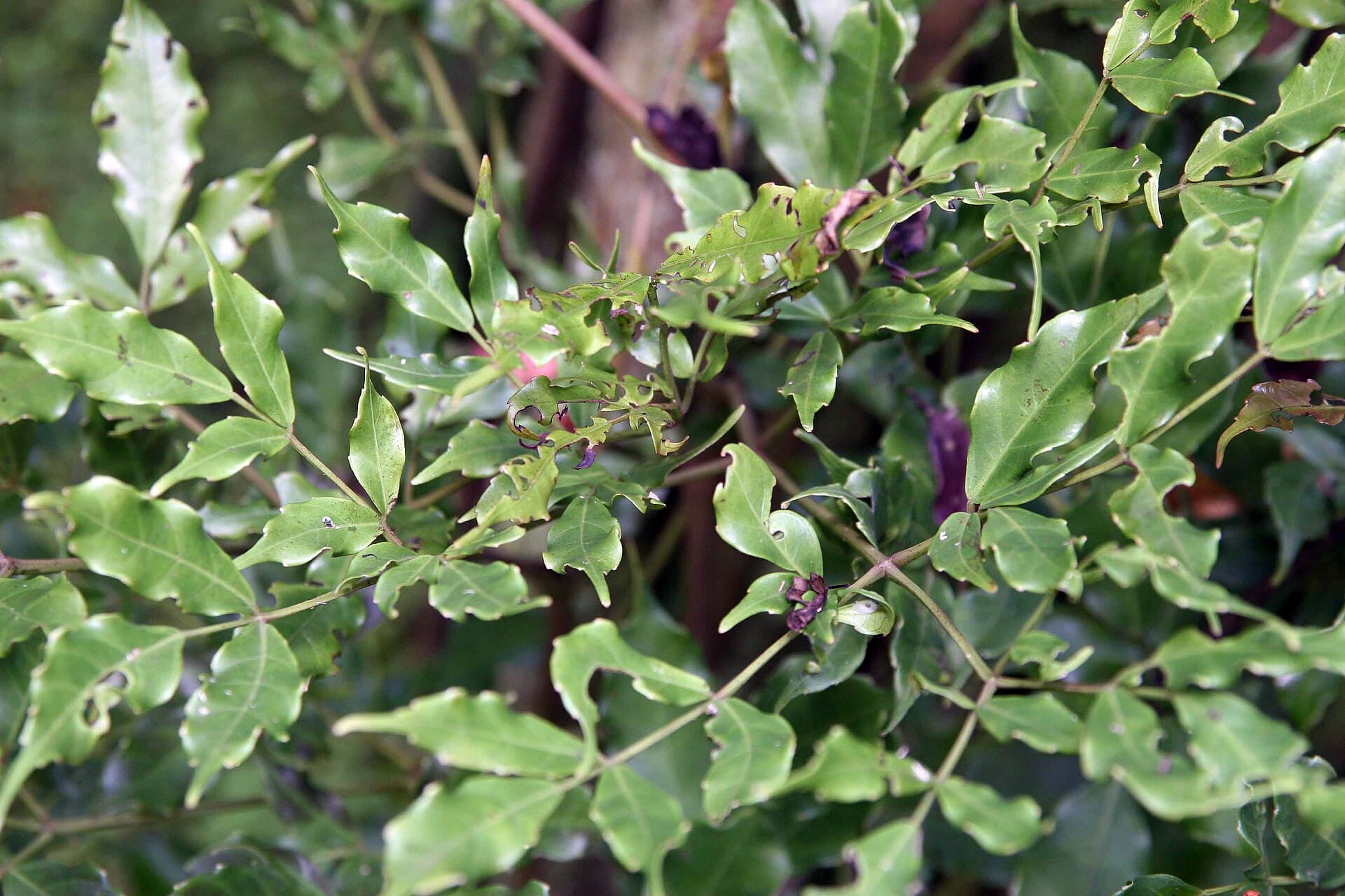 Leea (Leea rubra) plant