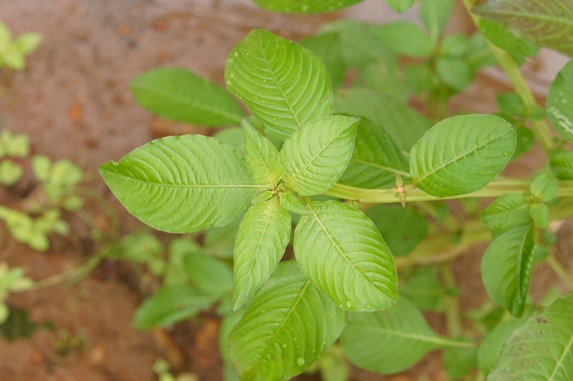 Ludwigia (Ludwigia hyssopifolia) plant