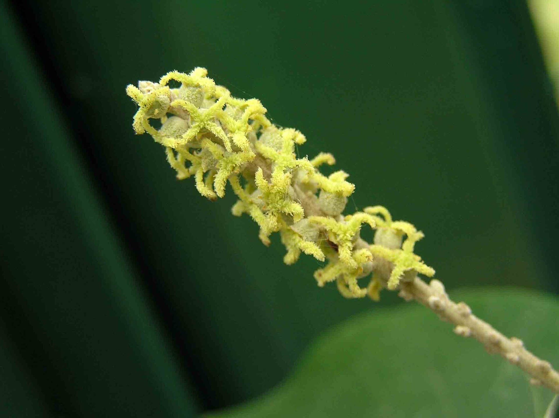 Mallotus (Mallotus apelta) plant