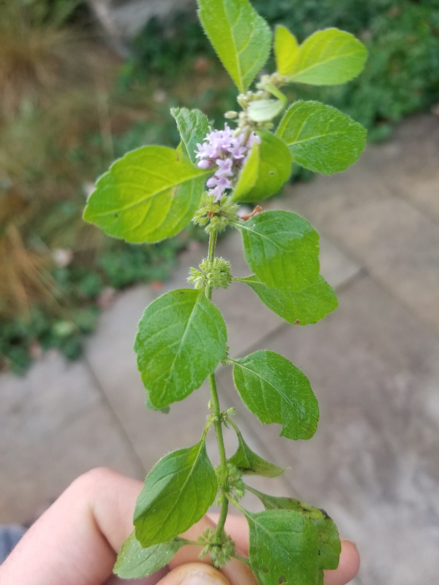 Mint (Mentha arvensis) plant
