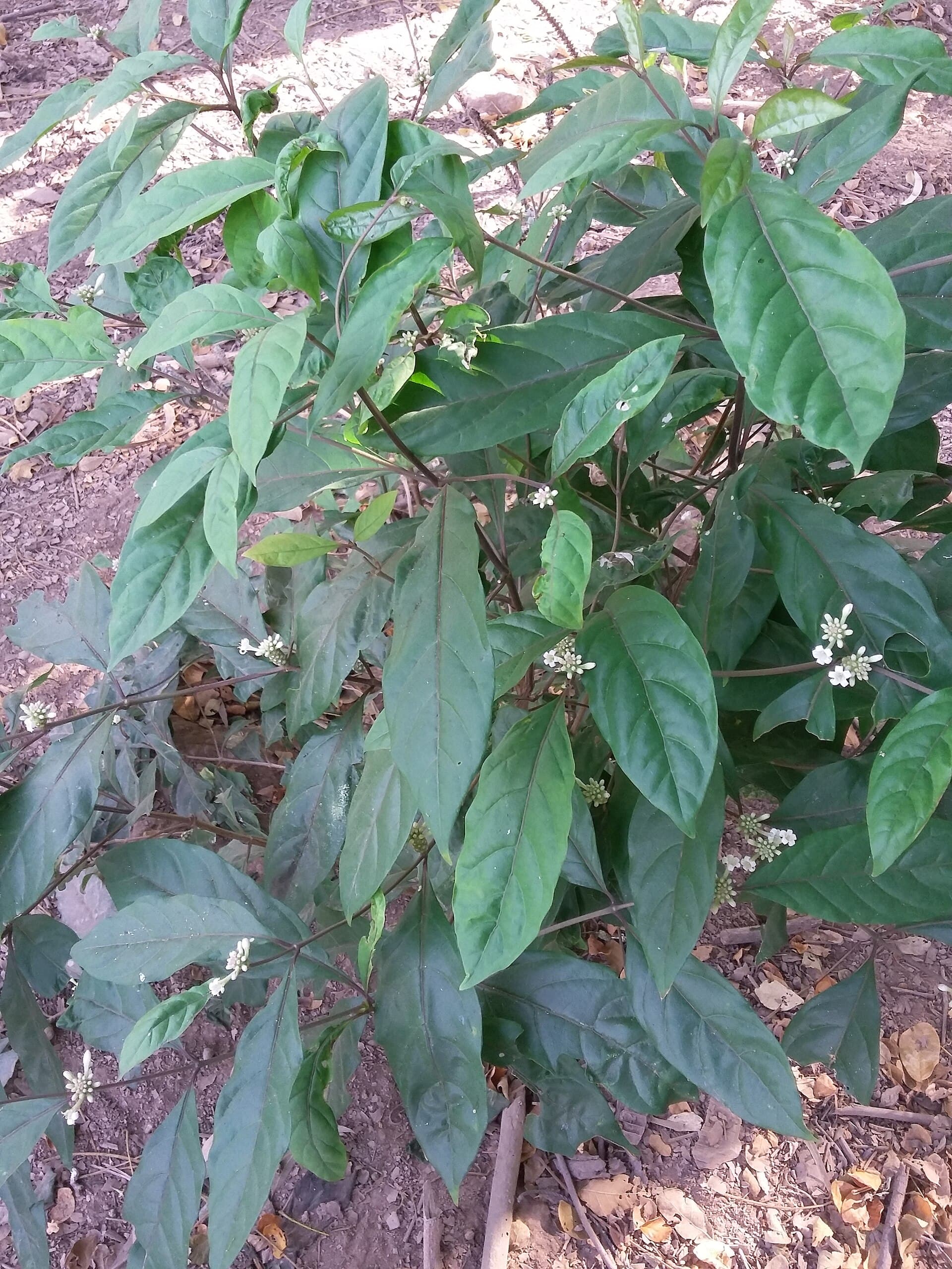 Noni (Morinda citrifolia) plant