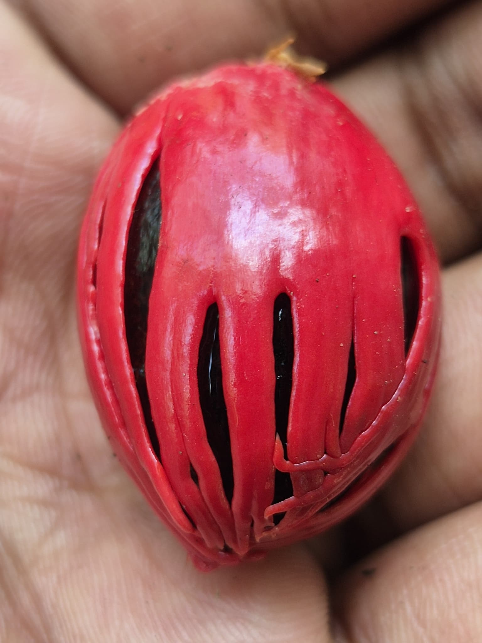 Nutmeg (Myristica fragrans) plant
