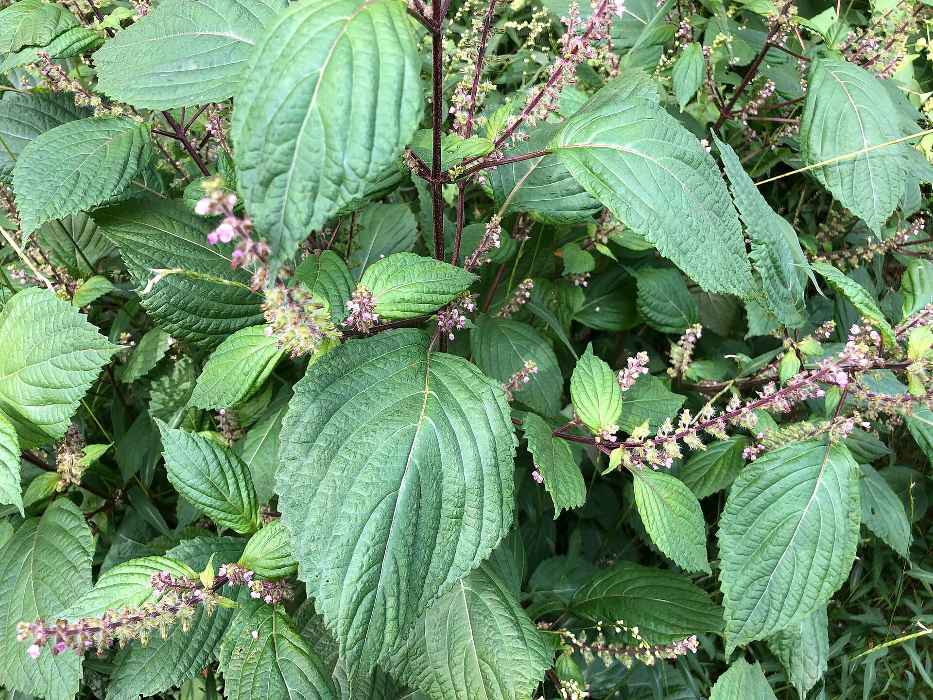 Perilla (Perilla frutescens) plant