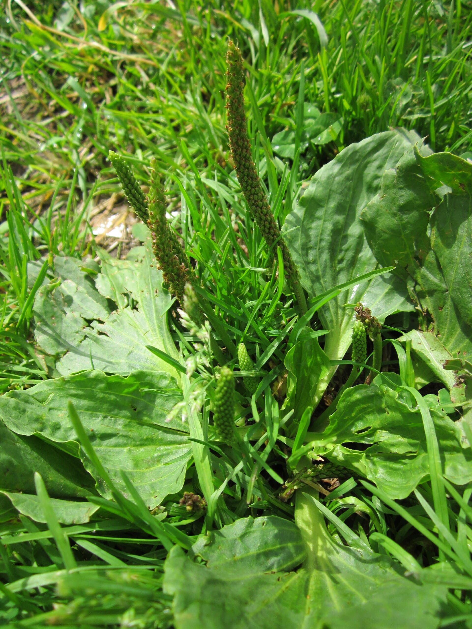 Greater Plantain (Plantago major) plant