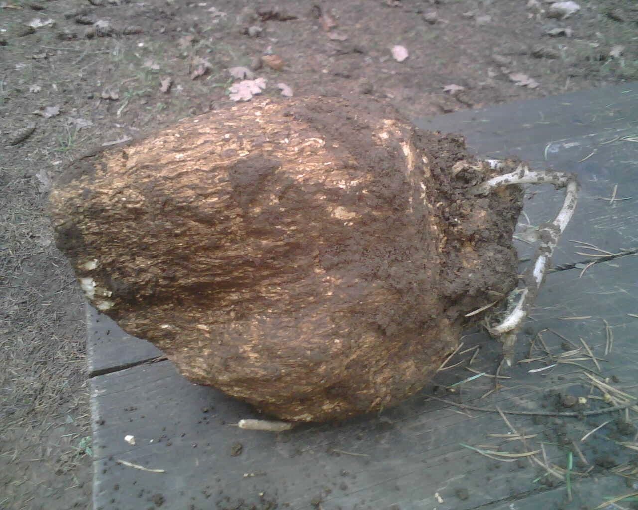 Poria (Wolfiporia extensa) plant