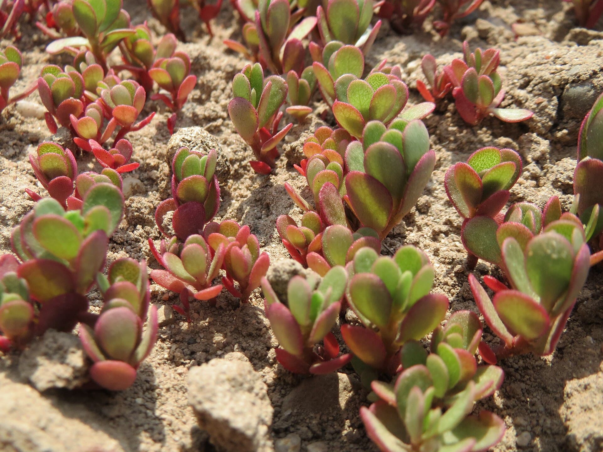 Purslane (Portulaca oleracea) plant