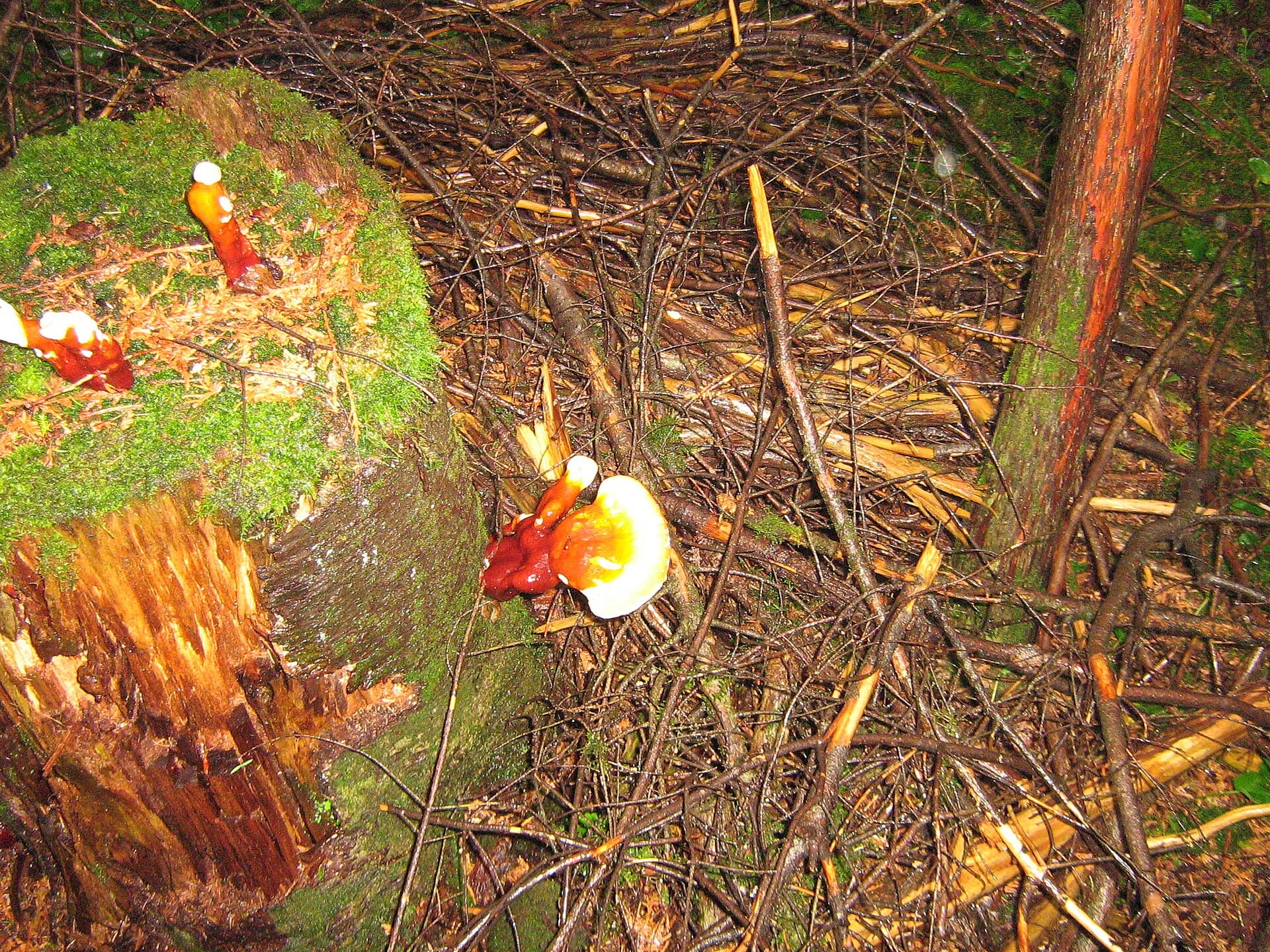 Reishi (Ganoderma lucidum) plant