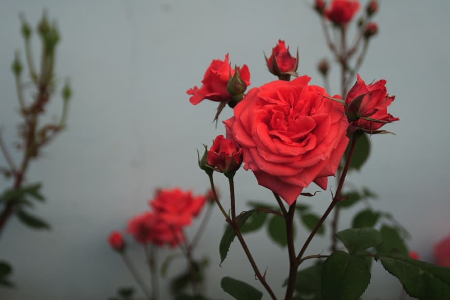 Rose Bud (Rosa chinensis) plant