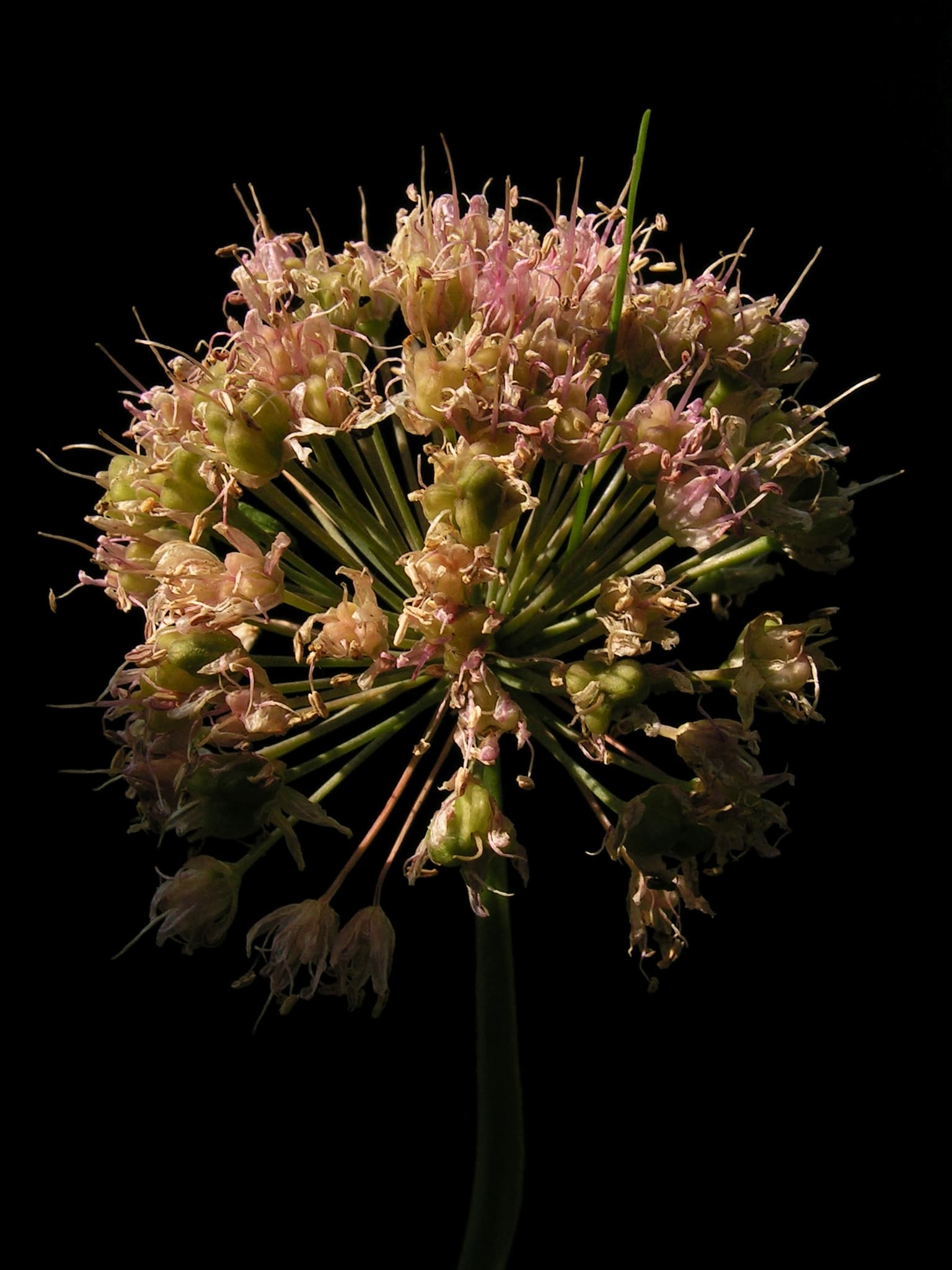 Shallot (Allium cepa Aggregatum Group) plant