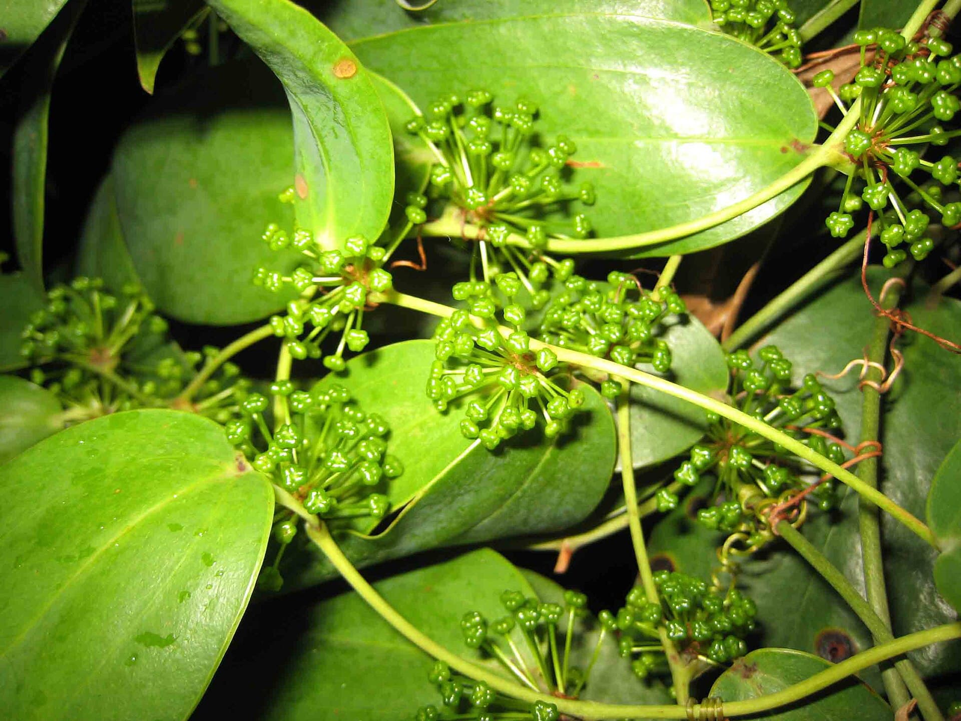 Smilax (Smilax glabra) plant