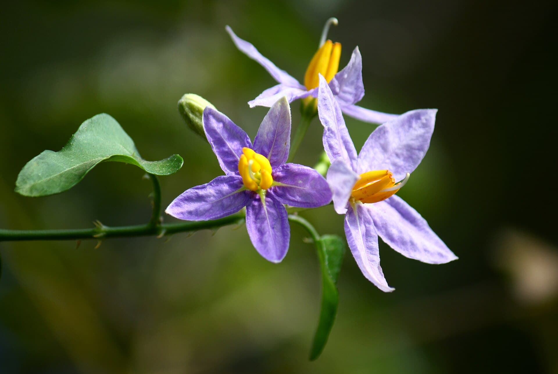 Solanum (Solanum trilobatum) plant