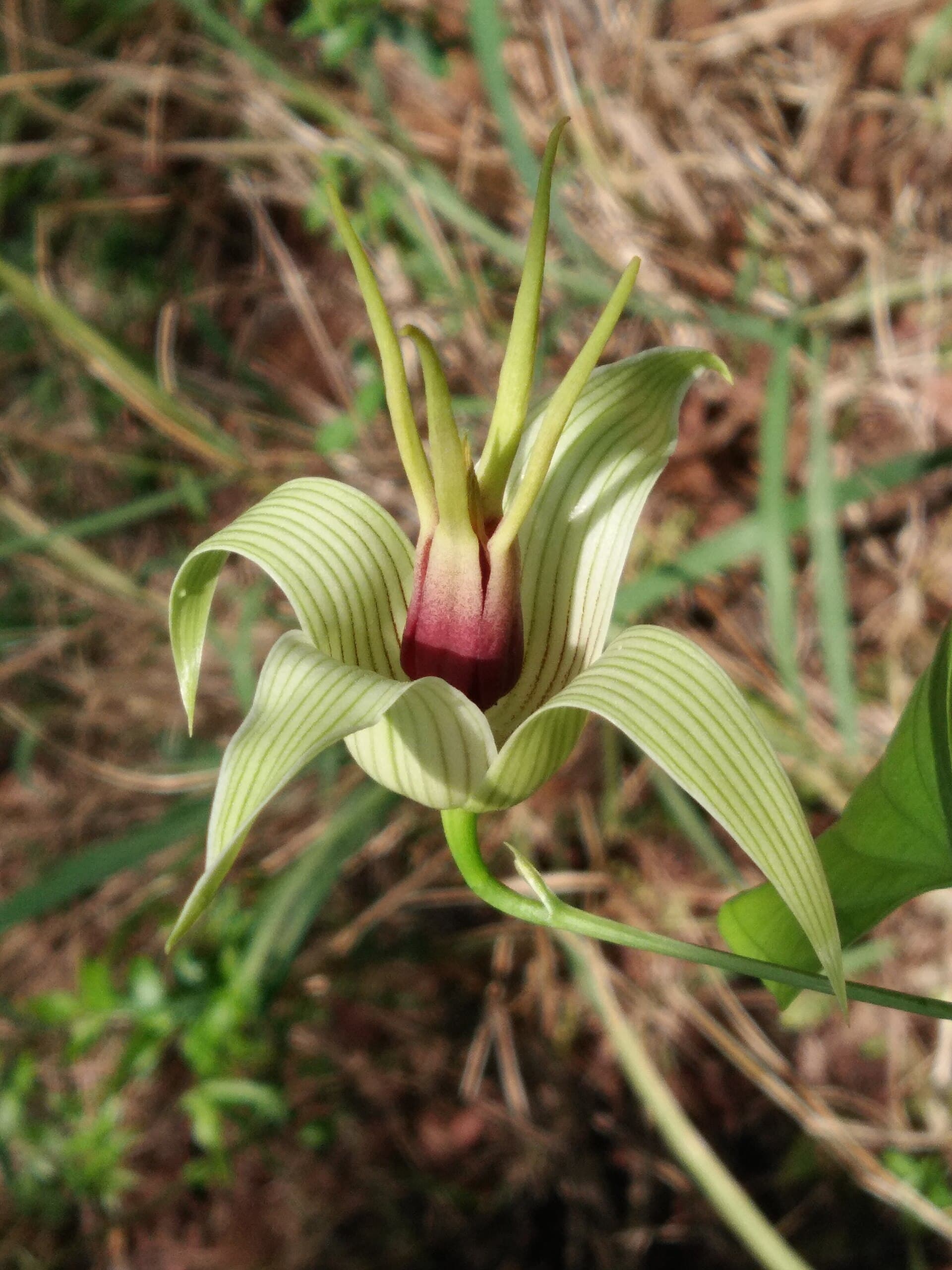 Stemona (Stemona tuberosa) plant