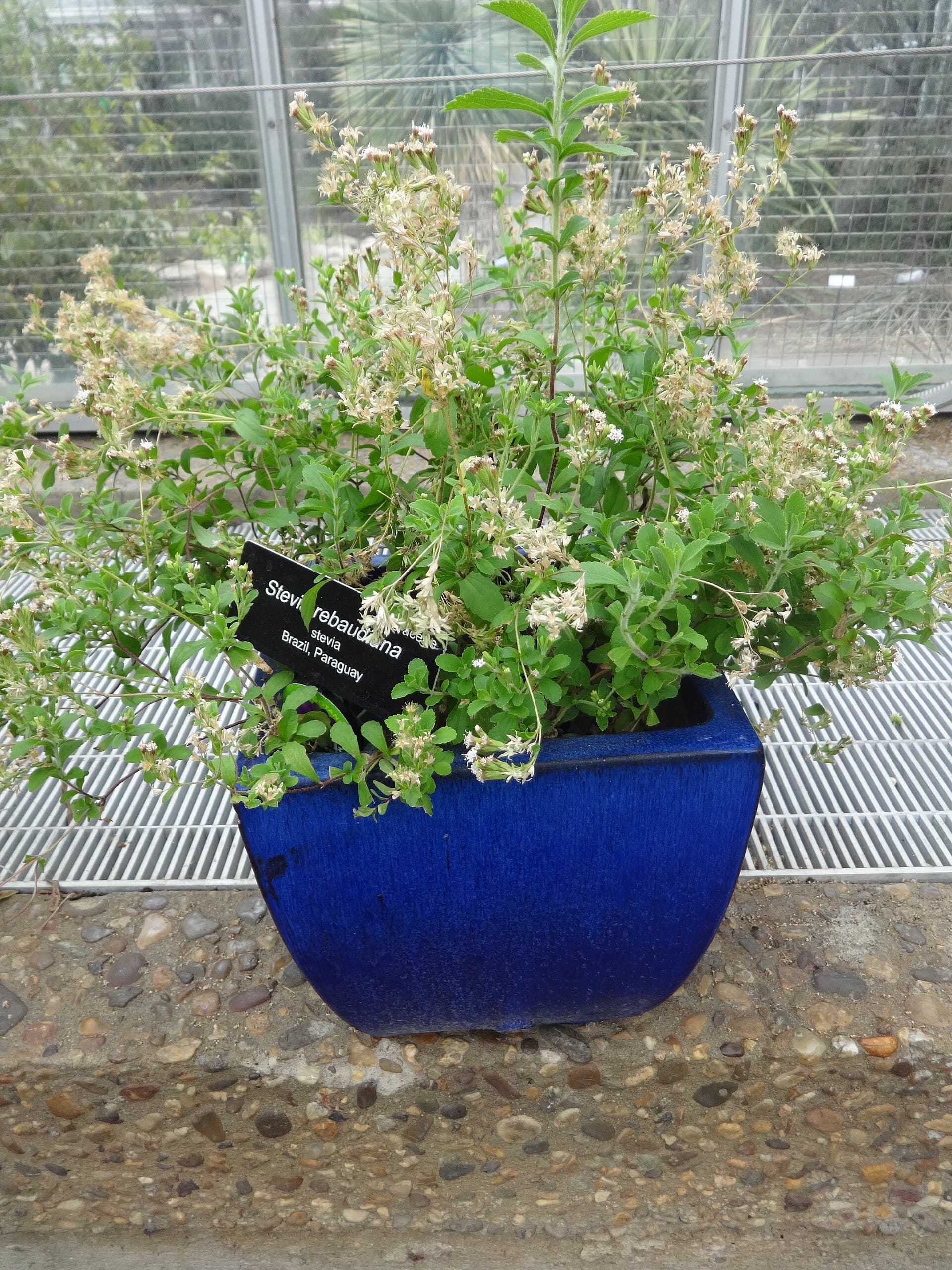 Stevia (Stevia rebaudiana) plant