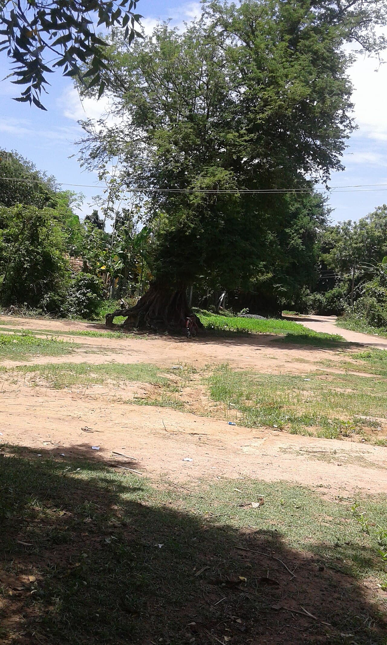 Tamarind (Tamarindus indica) plant