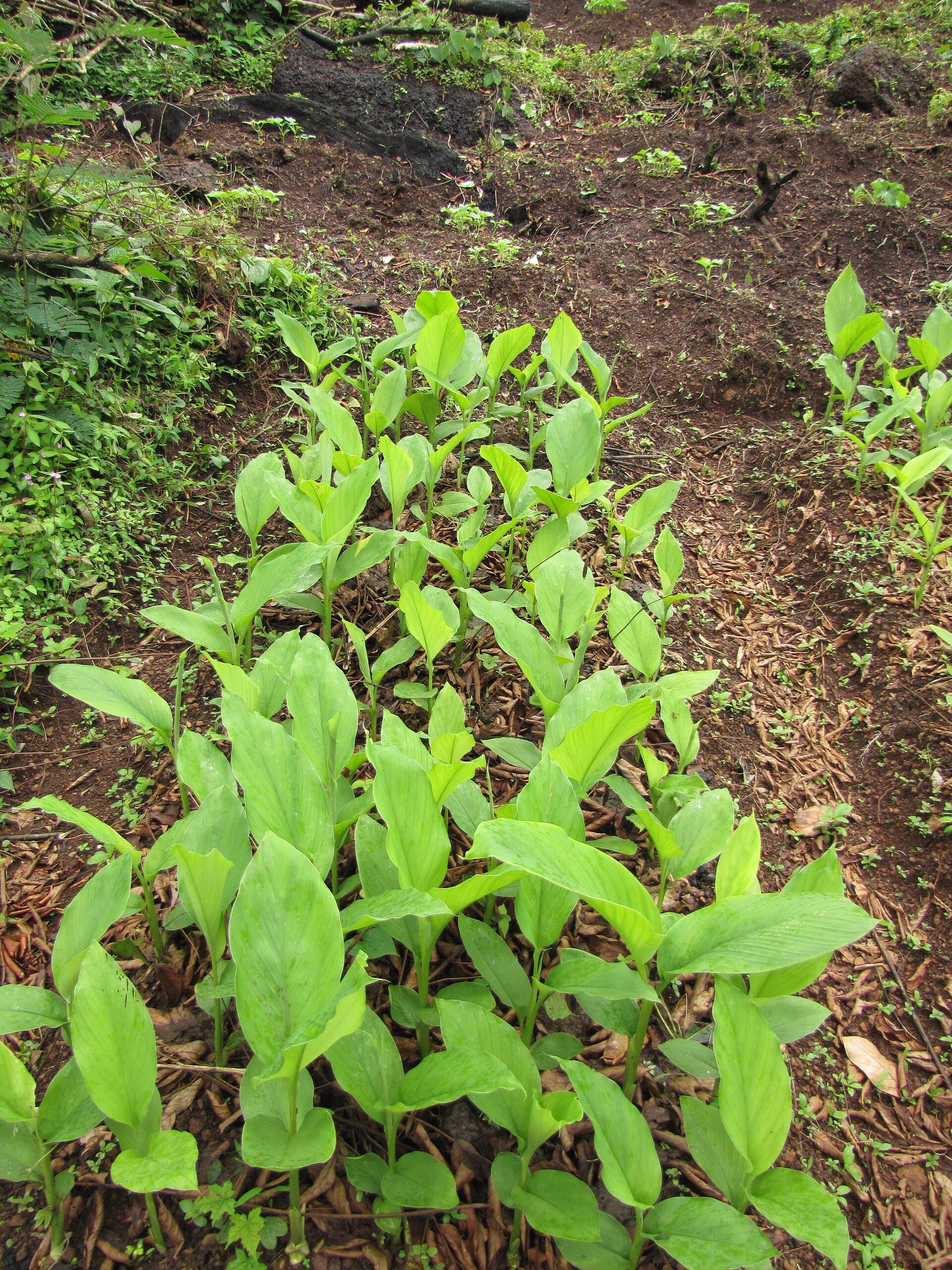 Turmeric (Curcuma longa) plant