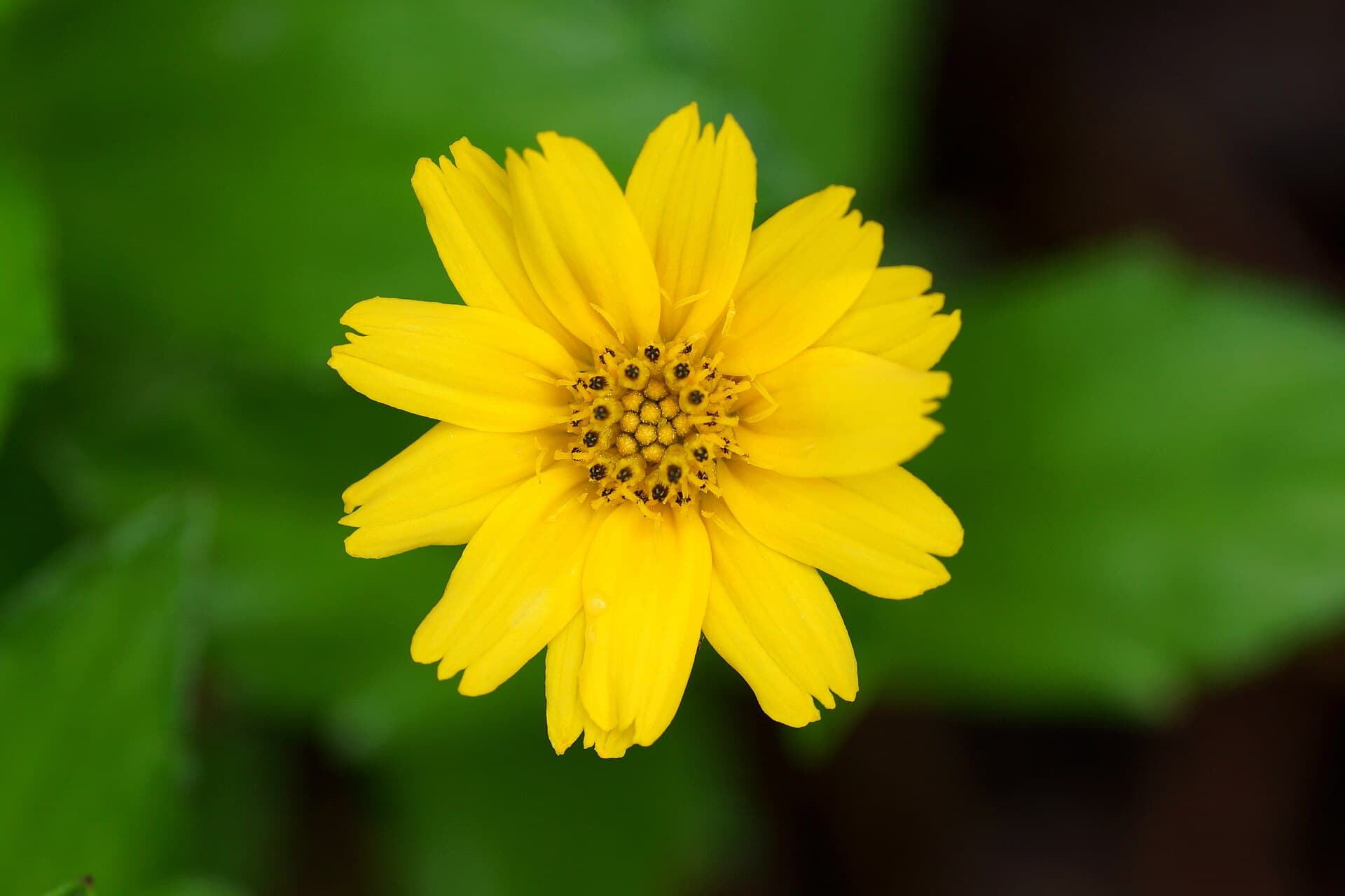 Wedelia (Wedelia chinensis) plant