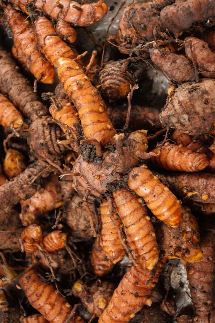 Freshly dug turmeric rhizomes with soil still on them