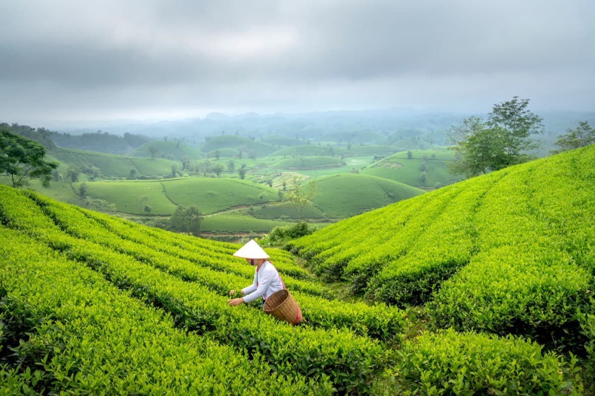 A grower harvesting by hand on terraced hills in northern Vietnam