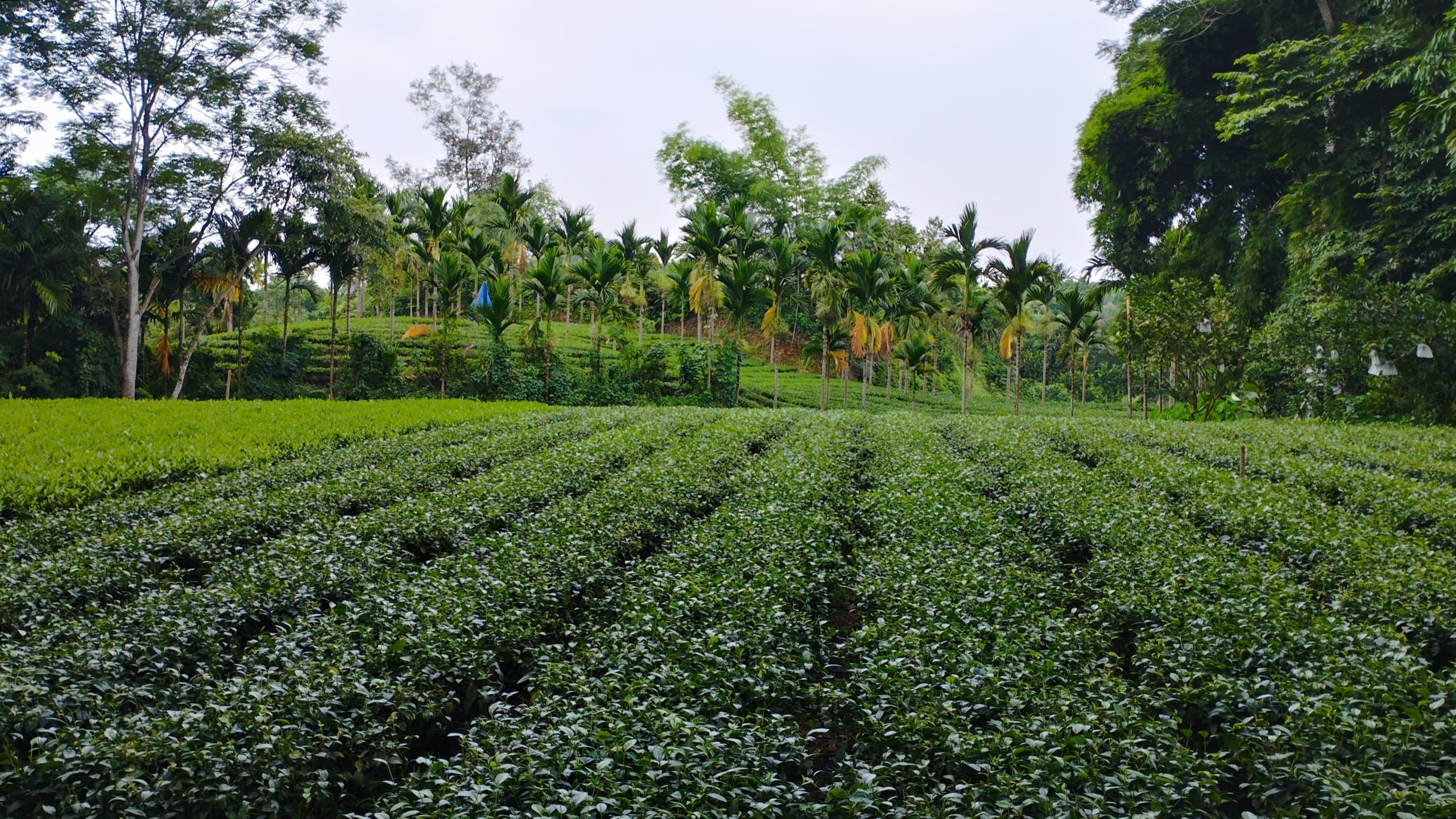 Rows of tea bushes running across a hillside at Vô Tranh in Thái Nguyên
