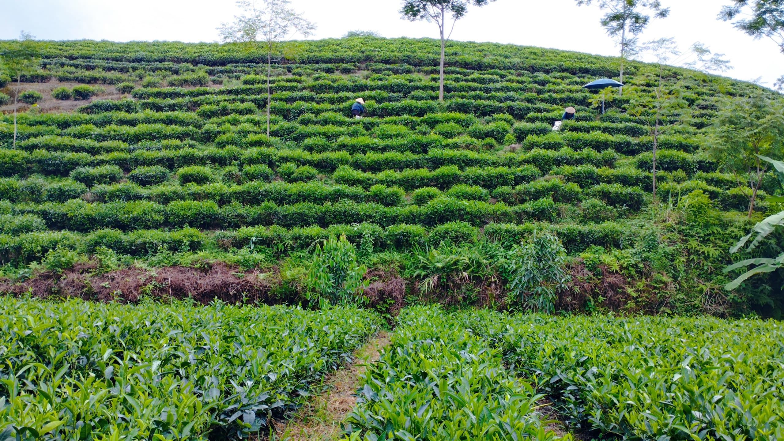 Rows of tea bushes terraced up a hillside in Thái Nguyên, with pickers working the upper slope
