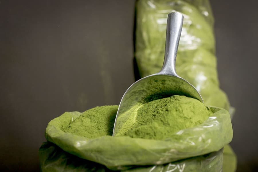 A stainless scoop resting in bulk green botanical powder