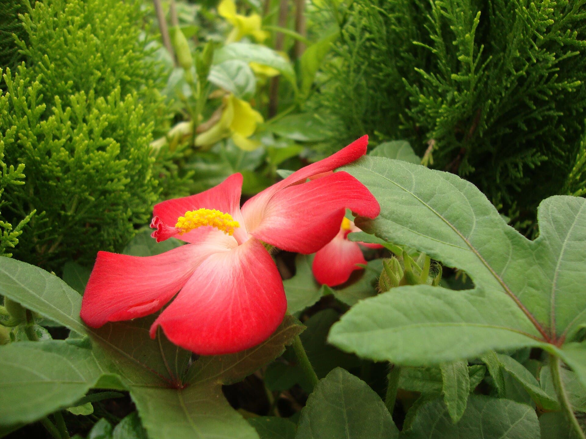 Abelmoschus Root (Abelmoschus sagittifolius) plant
