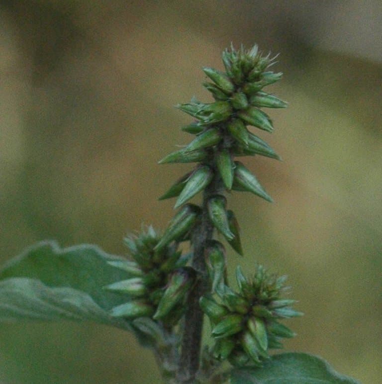 Achyranthes (Achyranthes bidentata) plant