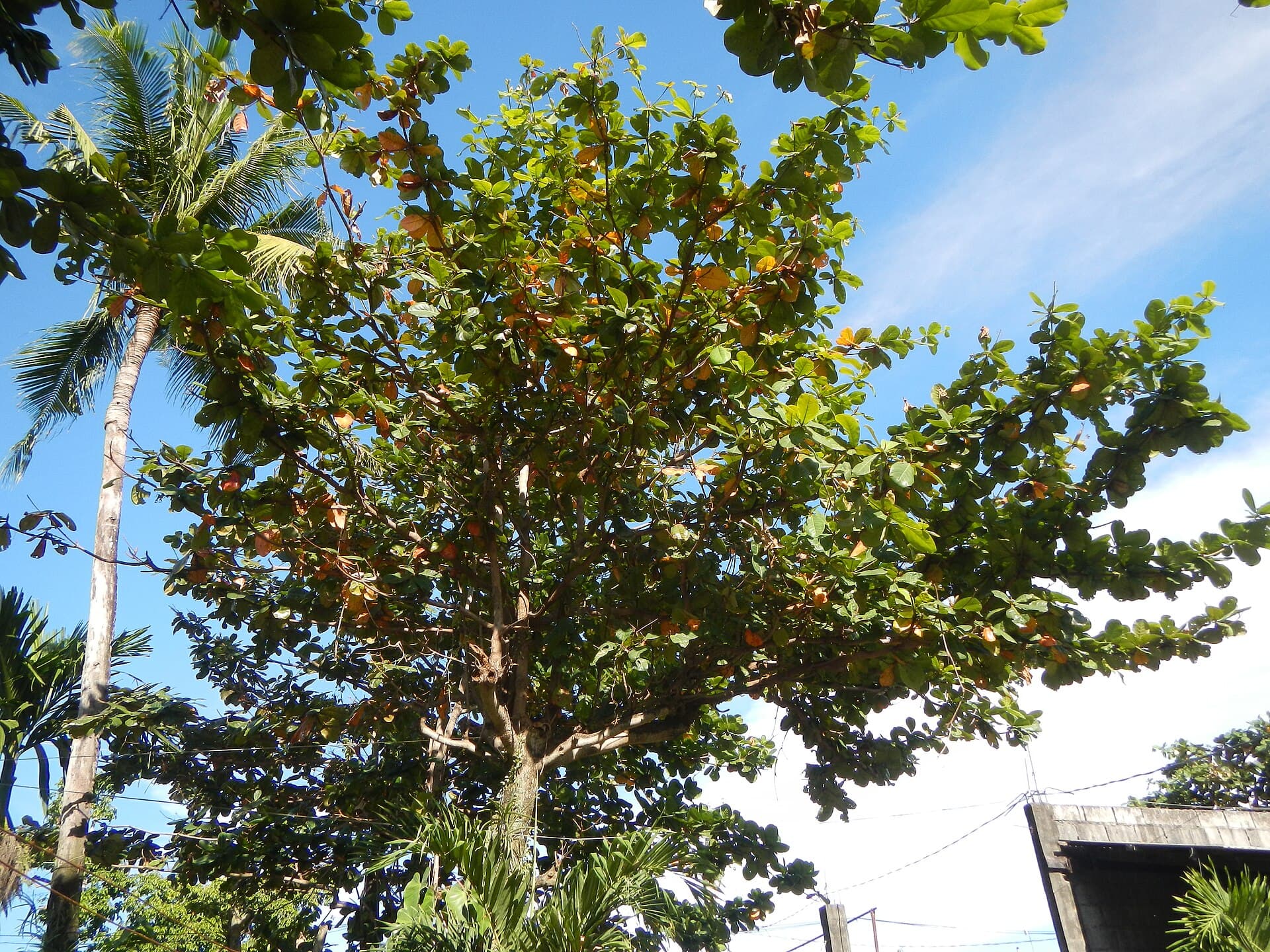 Almond Leaf (Terminalia catappa) plant