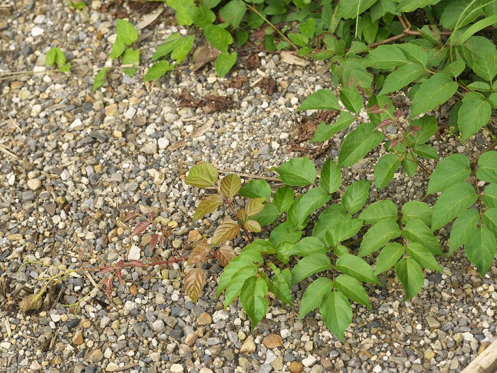 Ampelopsis (Ampelopsis cantoniensis) plant