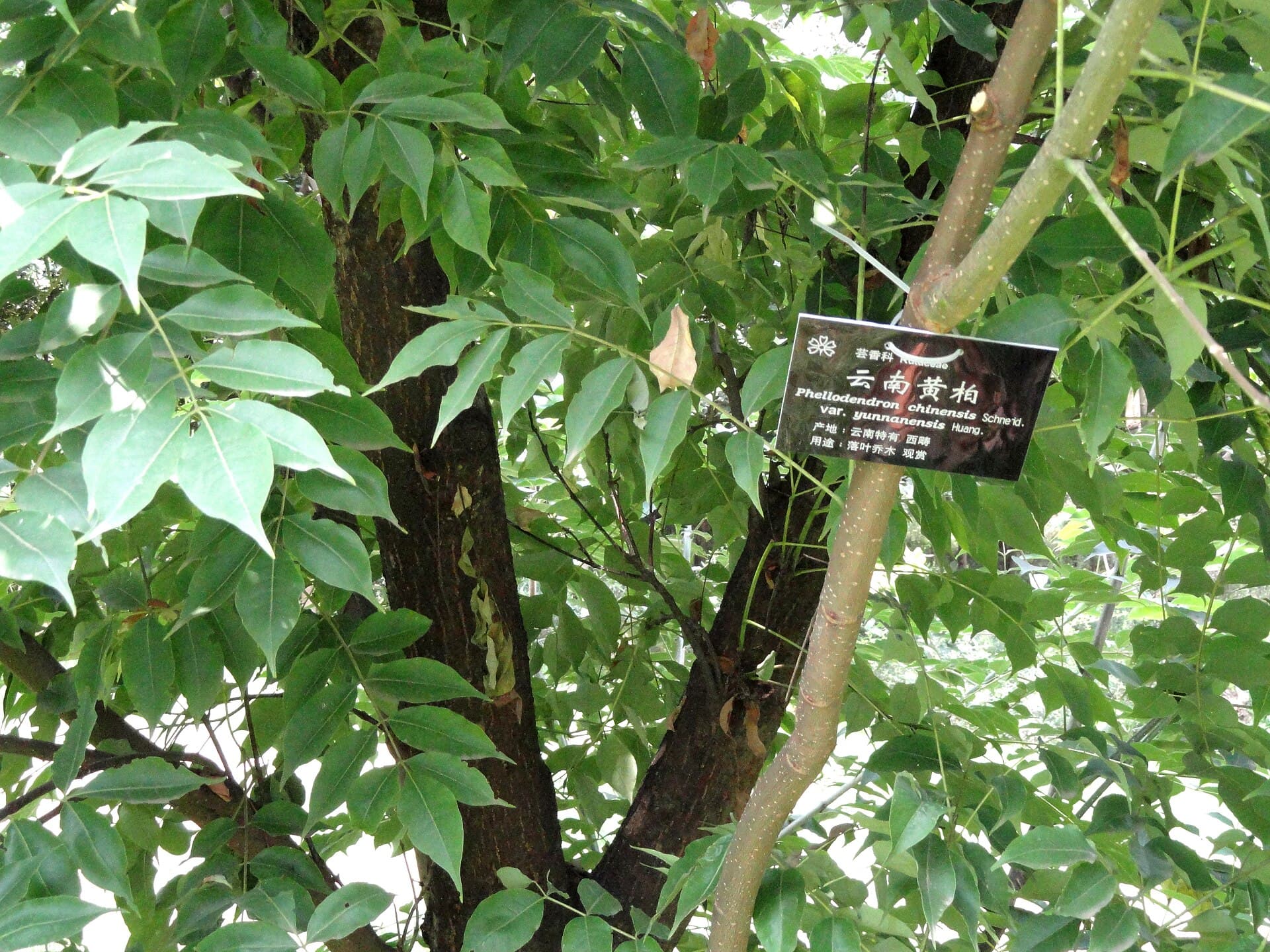 Amur Cork Bark (Phellodendron chinense) plant