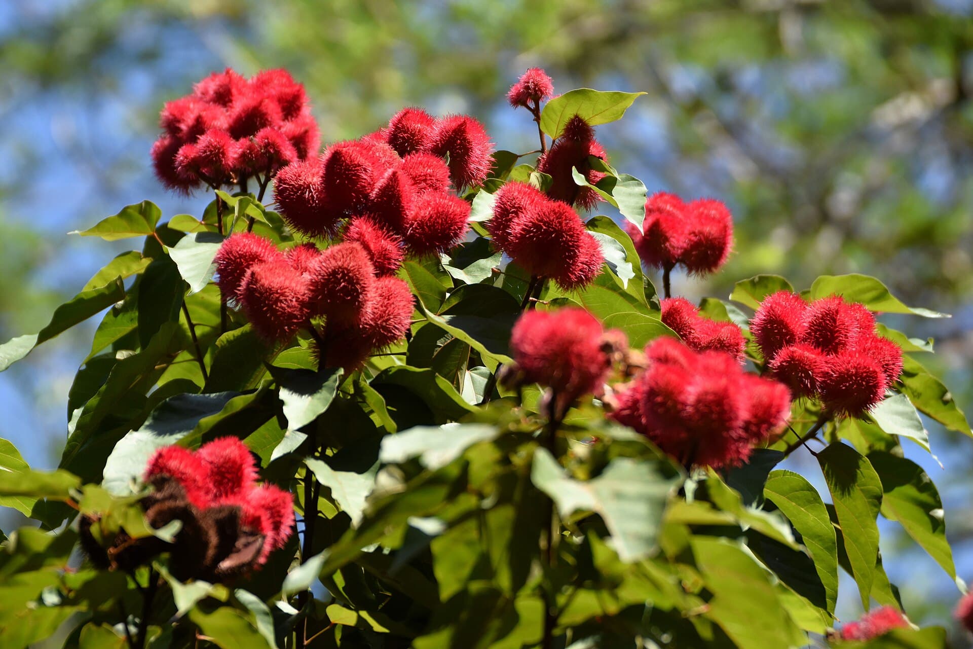 Annatto Seed (Bixa orellana) plant