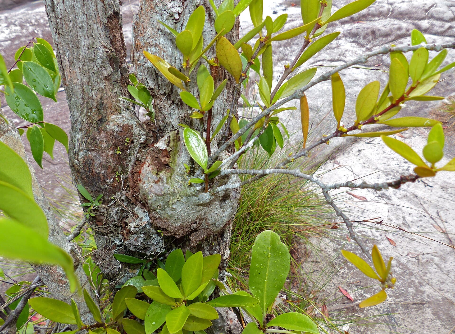 Ant Plant (Hydnophytum formicarum) plant