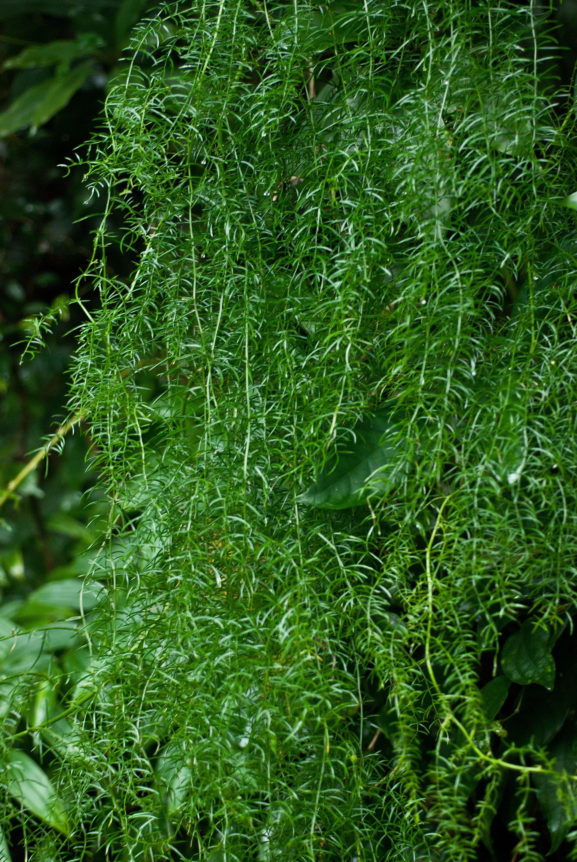 Asparagus Root (Asparagus cochinchinensis) plant